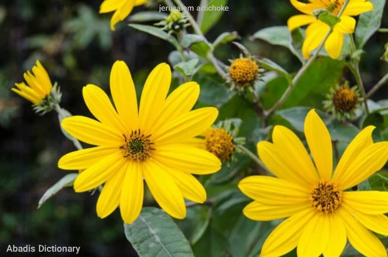 jerusalem artichoke